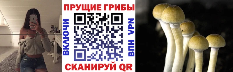 MEGA ТОР Артёмовск Псилоцибиновые грибы Cubensis
